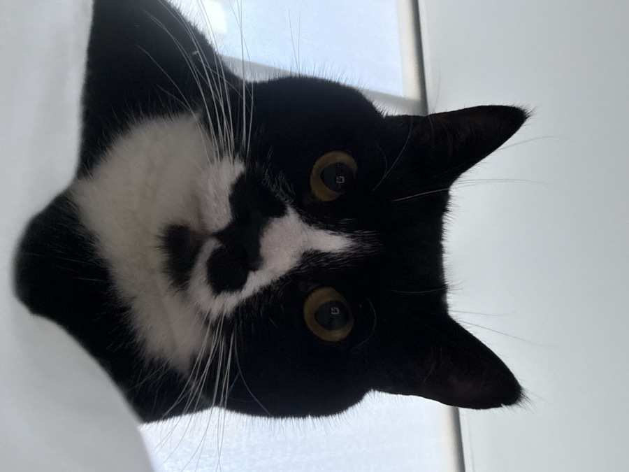Boots, a black and white cat