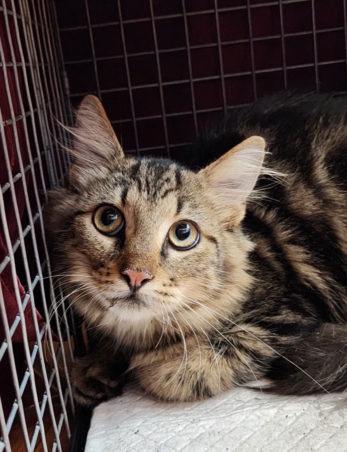 A tabby cat rescued from a field in Brickell